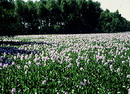 Eichhornia Crassipes